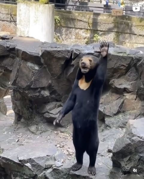 Пользователи Сети подозревают китайский зоопарк в обмане – по их мнению, там живет человек в костюме медведя